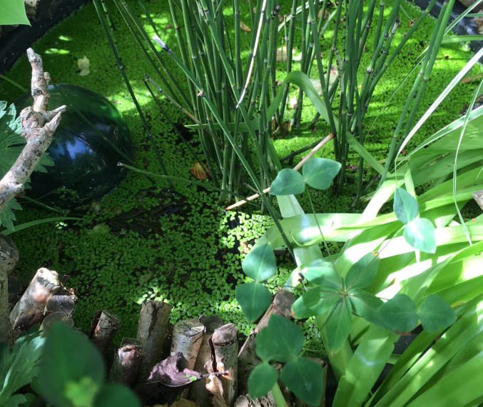 Vil du hjælpe biodiversiteten i din have – så se her!