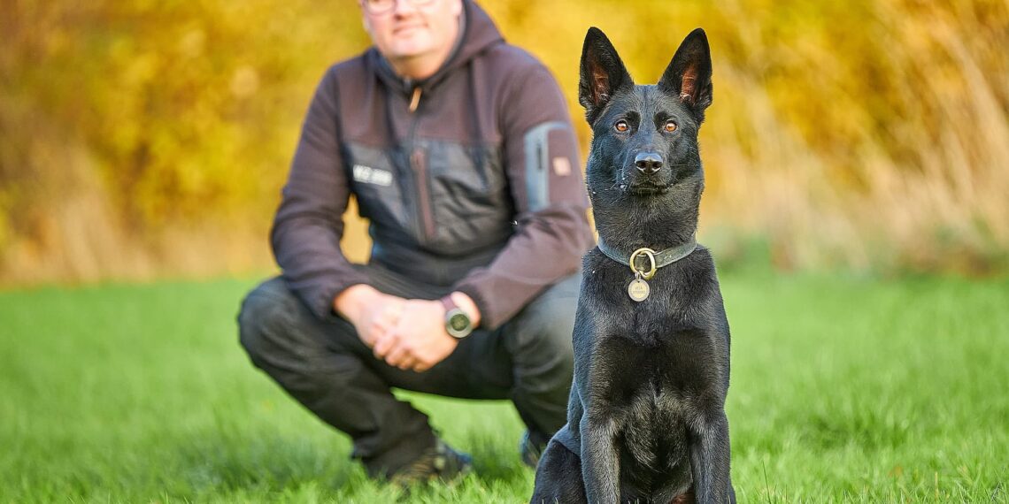 Flere hunde forsikres fra snude til halespids