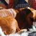 Ulla fik hund under corona: Shiva har reddet mit liv