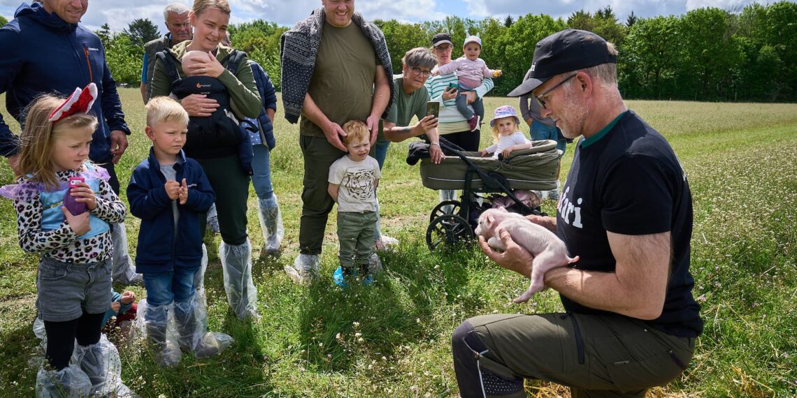 Øko-grise trak 9.000 på Sofari