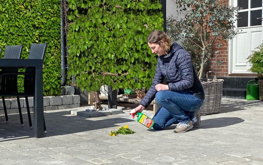 Lun vinter kickstarter ukrudt: Sådan kommer du de ubudne planter til livs