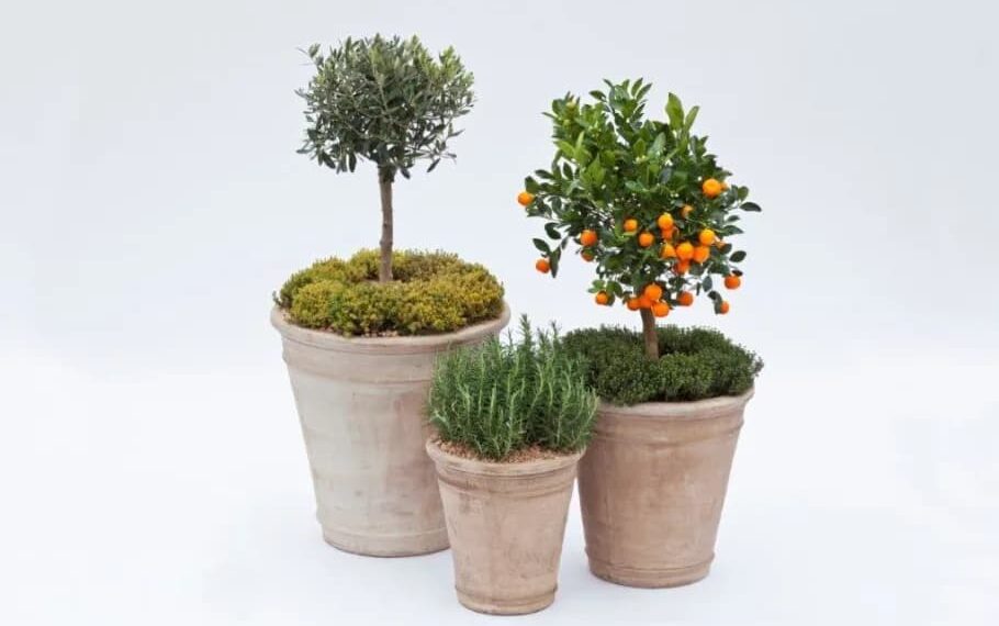 Høst fra terrassen: Sådan dyrker du smukke og nyttige planter i krukker