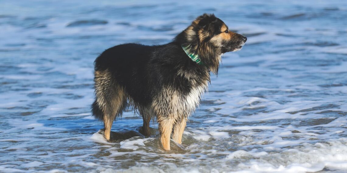Dyrlæge advarer: Pas på din hund i sommervarmen