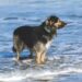 Dyrlæge advarer: Pas på din hund i sommervarmen 