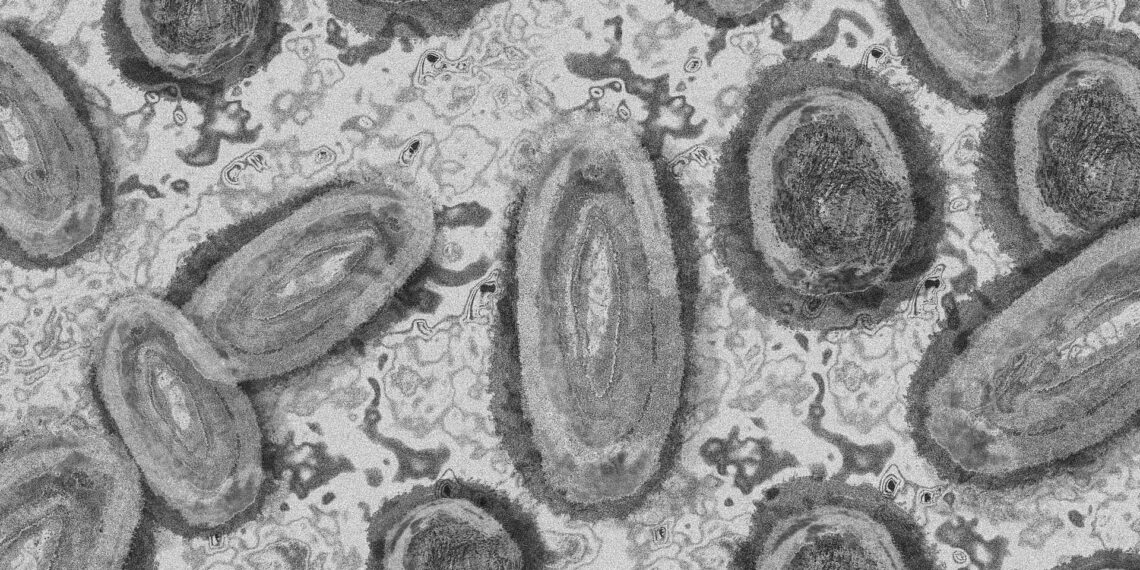 Ny vaccinestrategi skal forebygge abekopper hos dem, der er i særlig risiko
