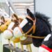 Kæphesteridning hitter hos nordjyske rideklubber