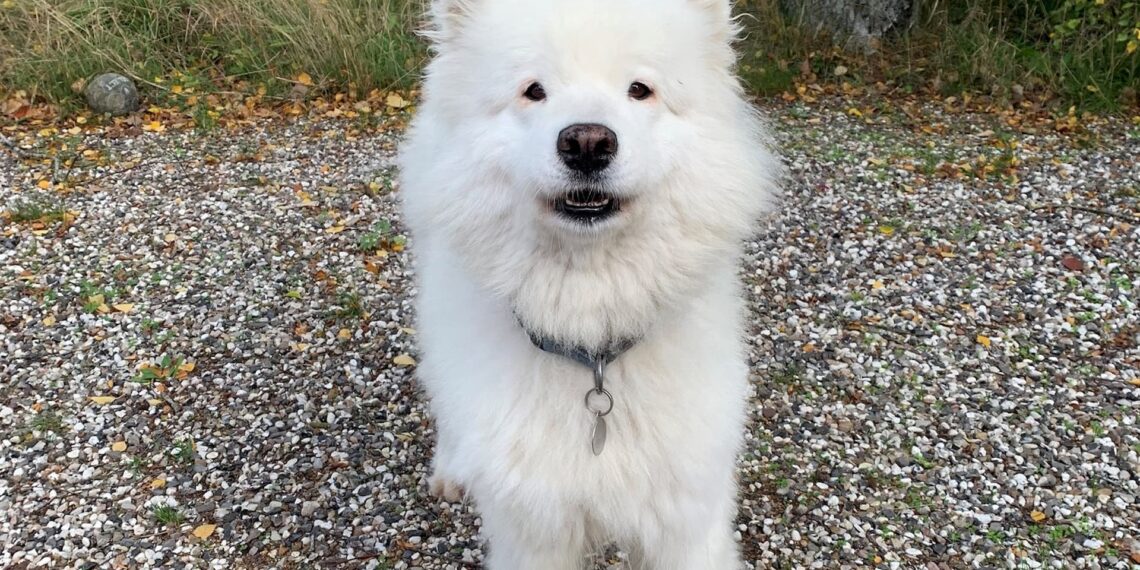 Hunden Naya fik konstateret kræft: Derfor skal du huske at tjekke dine kæledyr for knuder