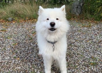 Hunden Naya fik konstateret kræft: Derfor skal du huske at tjekke dine kæledyr for knuder