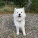 Hunden Naya fik konstateret kræft: Derfor skal du huske at tjekke dine kæledyr for knuder