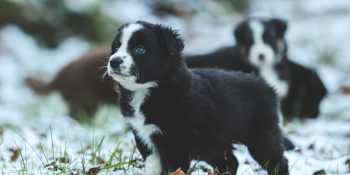 Dyrlægen anbefaler: Sådan forebygger du nytårsangst hos hunde