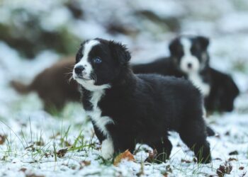 Dyrlægen anbefaler: Sådan forebygger du nytårsangst hos hunde