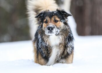Julens farer lurer for hunde og katte: Sådan får dine kæledyr en glædelig jul