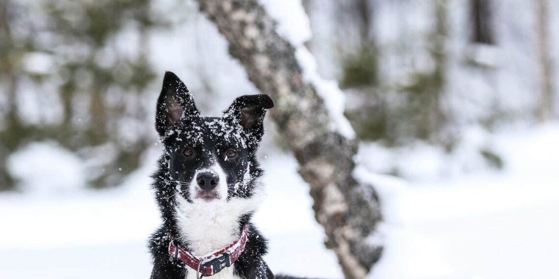 Dyrlæge advarer: Nu starter højsæson for smitsom hundesygdom