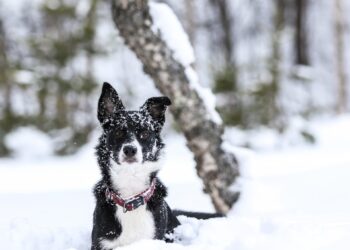 Dyrlæge advarer: Nu starter højsæson for smitsom hundesygdom