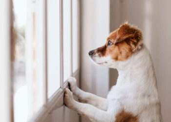 Hundejul – uden trængsel og alarm