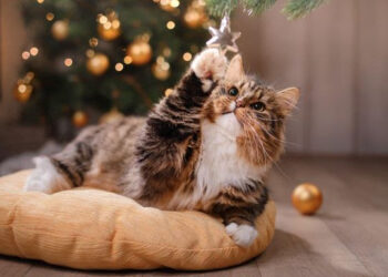 Kattens farlige julelege: Julen kan være livsfarlig for kattene