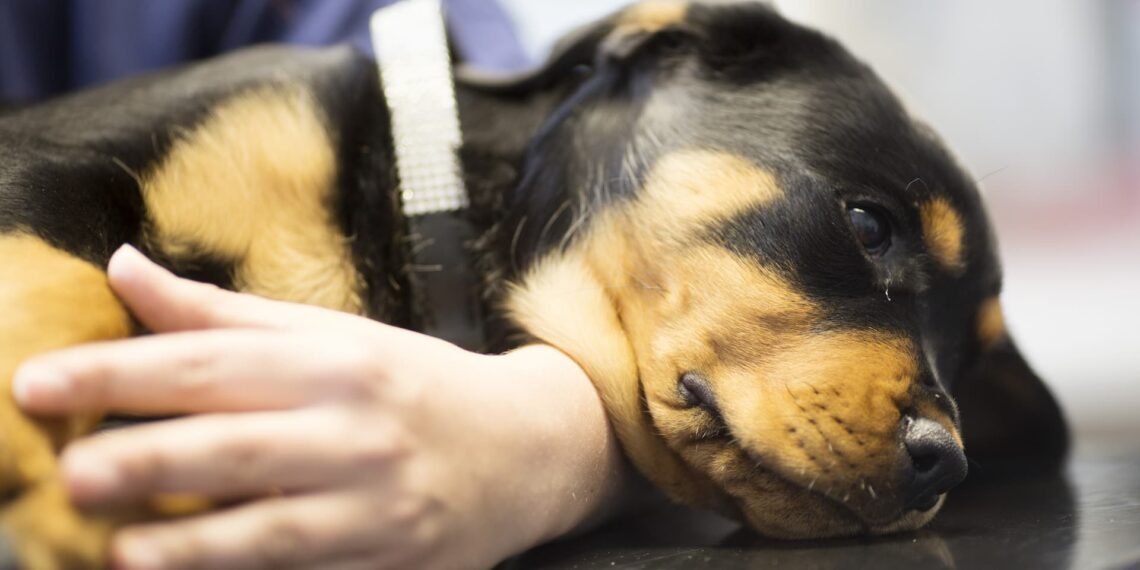 Højsæson for påkørte hunde: Pas på, når du lufter din hund efter mørkets frembrud