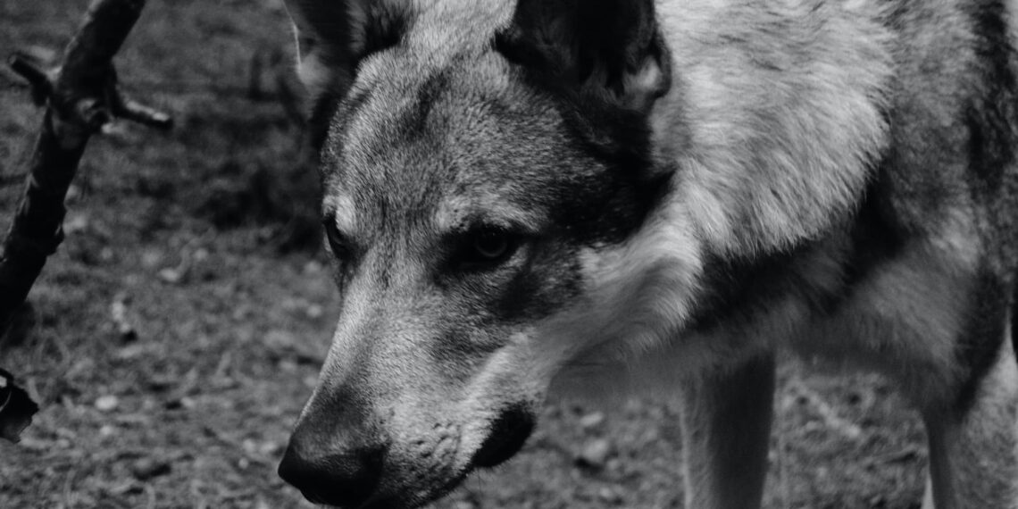 Har du spottet ulvene i Nordjylland?