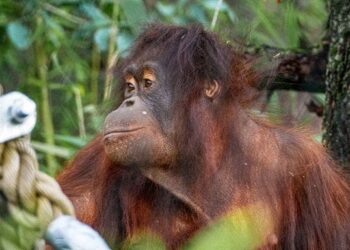 Rekordmange besøgende i Aalborg Zoo i 2022