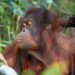 Rekordmange besøgende i Aalborg Zoo i 2022