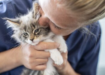 Nu starter kattens løbetid: Danske dyreinternater frygter stigning i antallet af herreløse katte