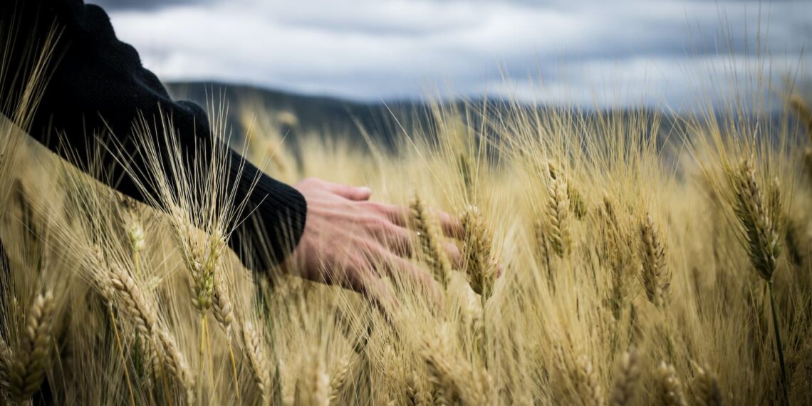 Flere nordjyske unge søgte landbrugsuddannelser