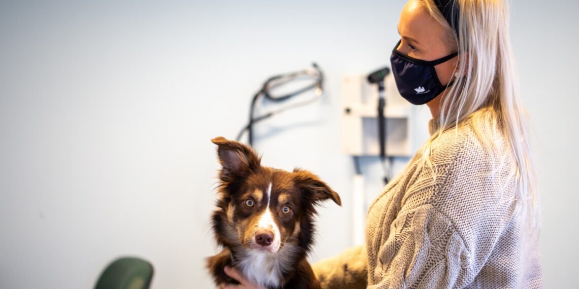 Opfordring fra dyrehospital: Behovet for bloddonation blandt kæledyr når nye højder