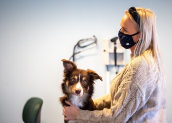 Opfordring fra dyrehospital: Behovet for bloddonation blandt kæledyr når nye højder