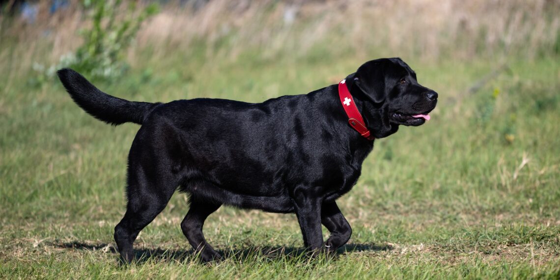 Overvægt hos Danske Hunde: En Stigende Udfordring
