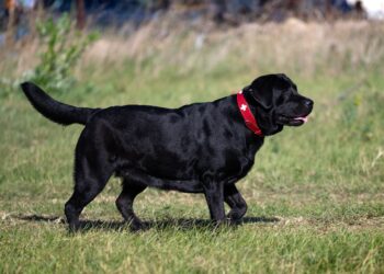 Overvægt hos Danske Hunde: En Stigende Udfordring