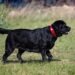 Overvægt hos Danske Hunde: En Stigende Udfordring