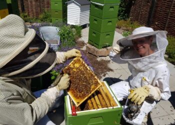 Nybegynderkursus for fremtidige biavlere, afholdes af Hanherred Biavlerforeningen.