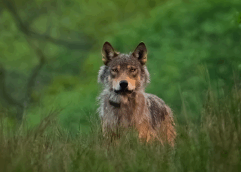 Det skal du gøre, hvis du møder en ulv