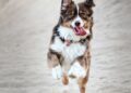 Dyrlæger advarer: Hugormebid kan være farlige for hunde og katte