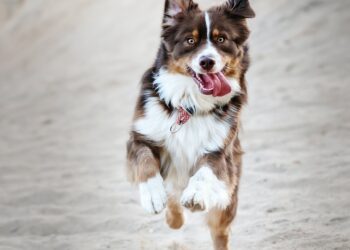 Dyrlæger advarer: Hugormebid kan være farlige for hunde og katte